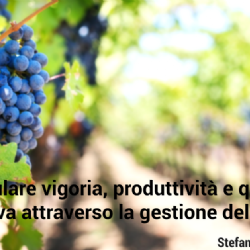 Modulate vigor, productivity and grape quality through soil management