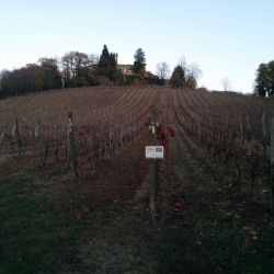 Demonstrative vineyard_VT2