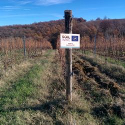 Demonstrative vineyard_TBC1