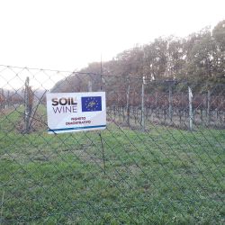 Demonstrative vineyard_TBC2