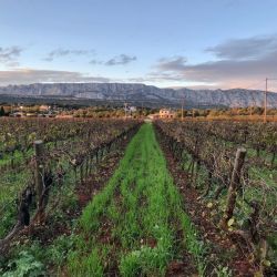Vignoble de la société Terre de Mistrale face à Mont Sainte-Victoire