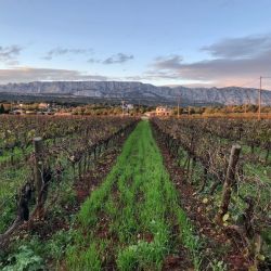 Vignoble de la socit Terre de Mistrale face  Mont Sainte-Victoire