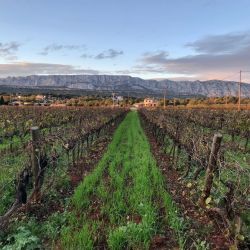 Viñedo de la bodega Terre de Mistrale frente al monte Sainte-Victoire