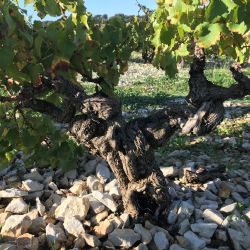 Exemple du terroir calcaire de Chteauneuf-du-Pape