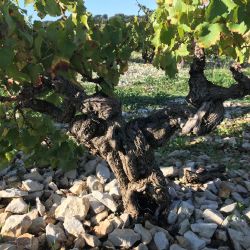 Ejemplo de un terreno calcáreo en Châteauneuf-du-Pape