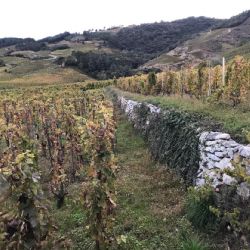Les terrasses des vignobles dans la région de Cornas