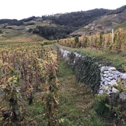 The terraces of the vineyards in the Cornas area