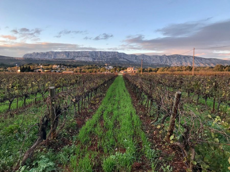 Vineyard belonging to the Terre de Mistrale winery in front of the Sainte-Victoire mountain