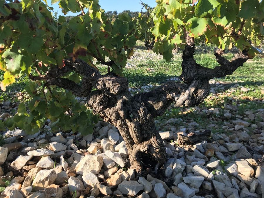 Ejemplo de un terreno calcáreo en Châteauneuf-du-Pape